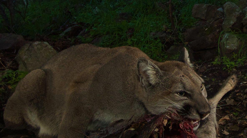Illustration for article titled Oh Hai! Amazing Photos Capture LA's Newest Baby Mountain Lions